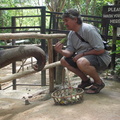 20090417 Half Day Safari - Elephant  84 of 104 